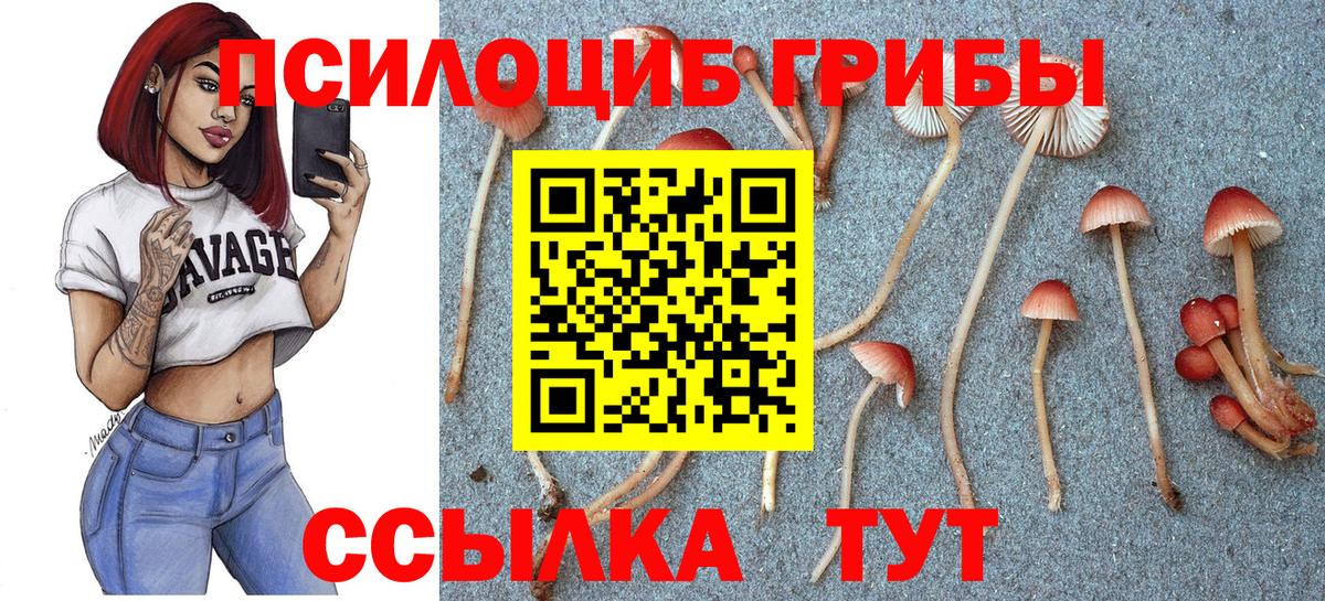 Галлюциногенные грибы Psilocybine cubensis Североморск